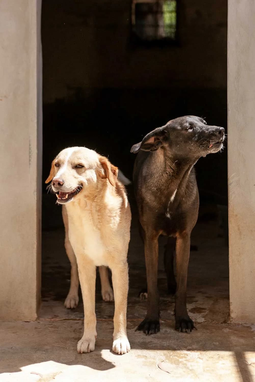 Bongo e Nerina, senior Mixed Breed for adoption at Lega del Cane Palermo