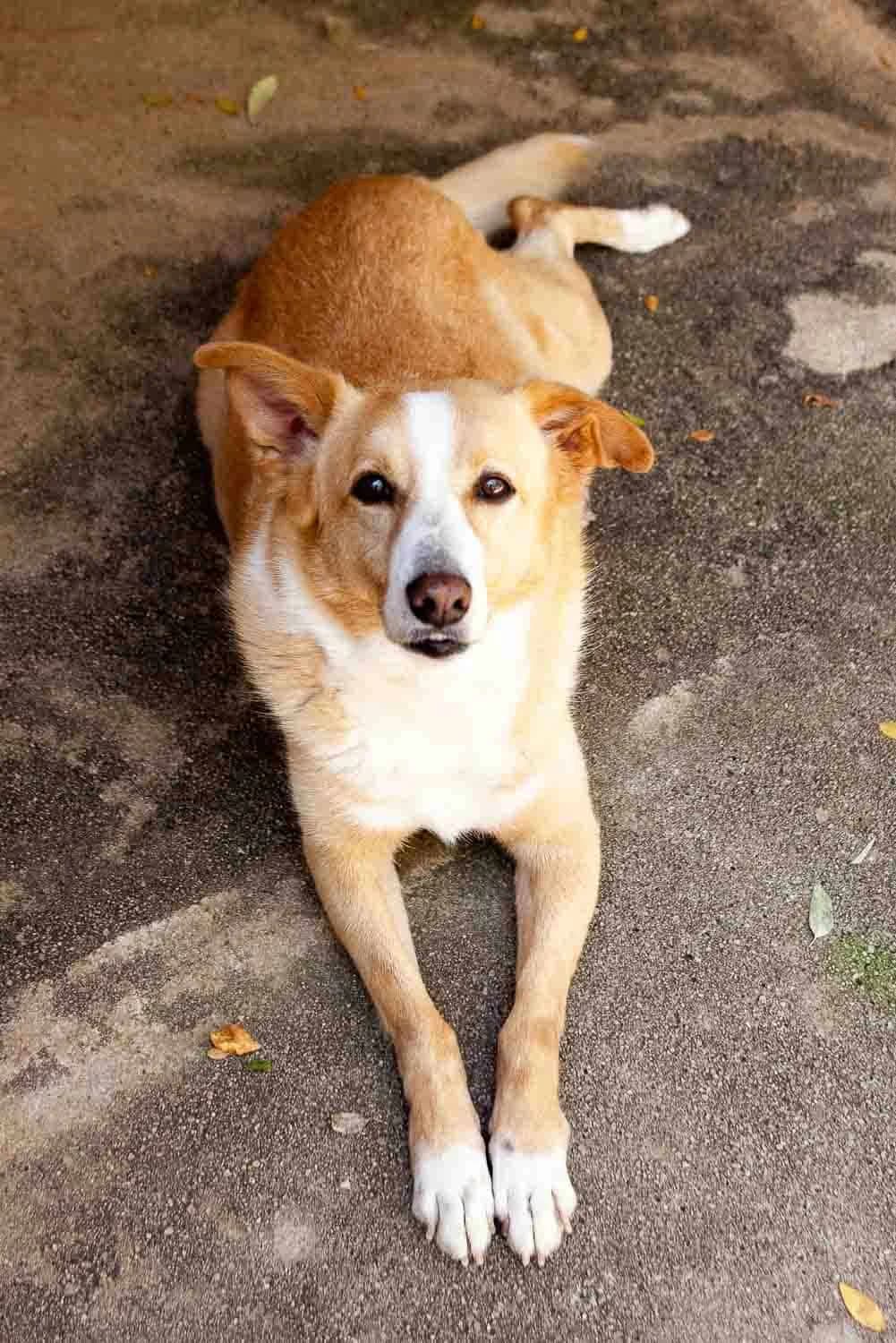 Buddy, senior Mixed Breed for adoption at Lega del Cane Palermo