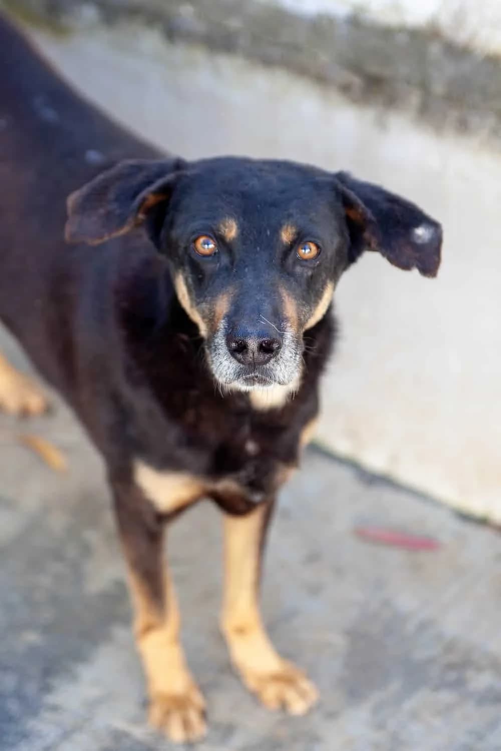Chupa, male senior Mixed Breed for adoption at Lega del Cane Palermo