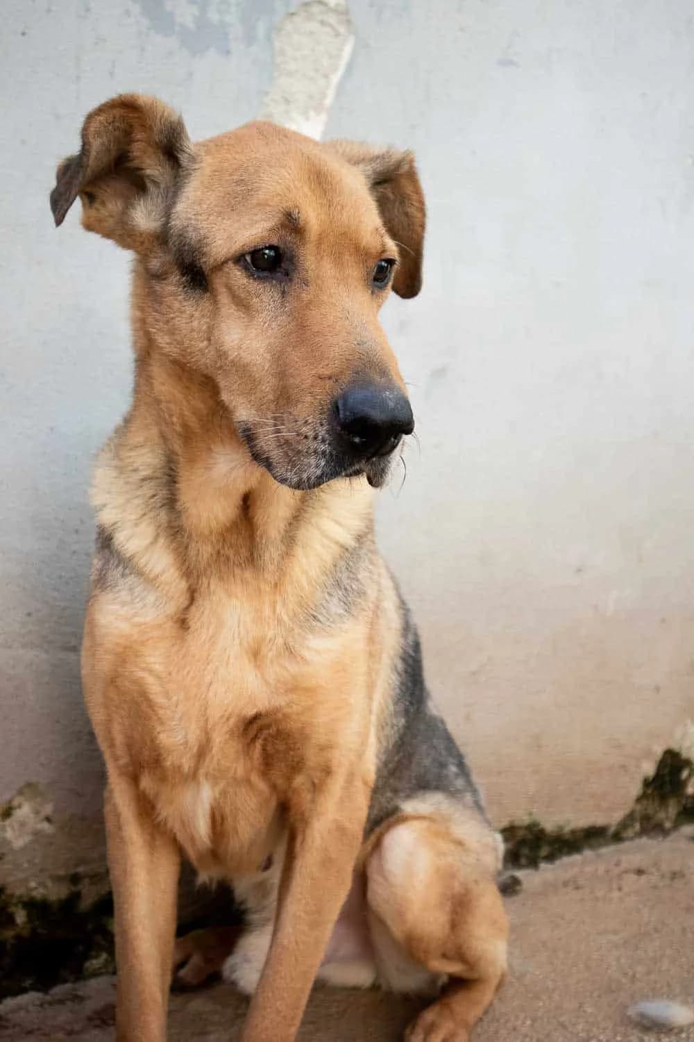 Cucciolo, puppy Mixed Breed for adoption at Lega del Cane Palermo