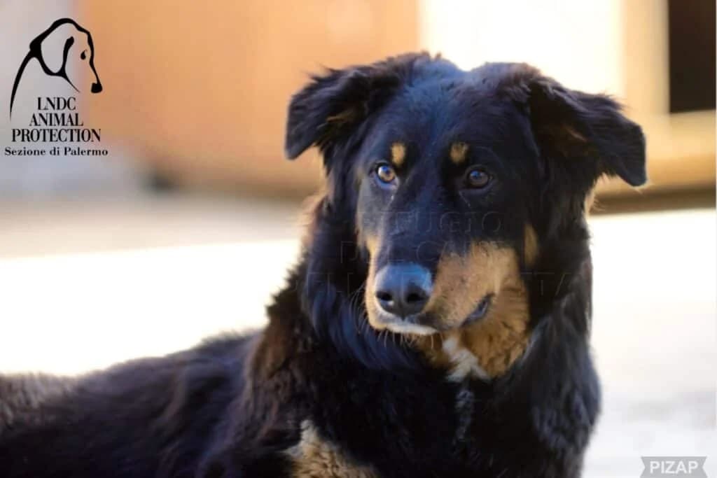 Hope, female puppy Mixed Breed for adoption at Lega del Cane Palermo