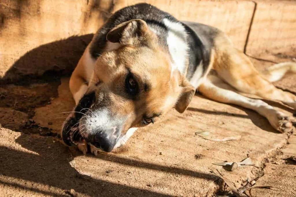Krystal, senior Mixed Breed for adoption at Lega del Cane Palermo