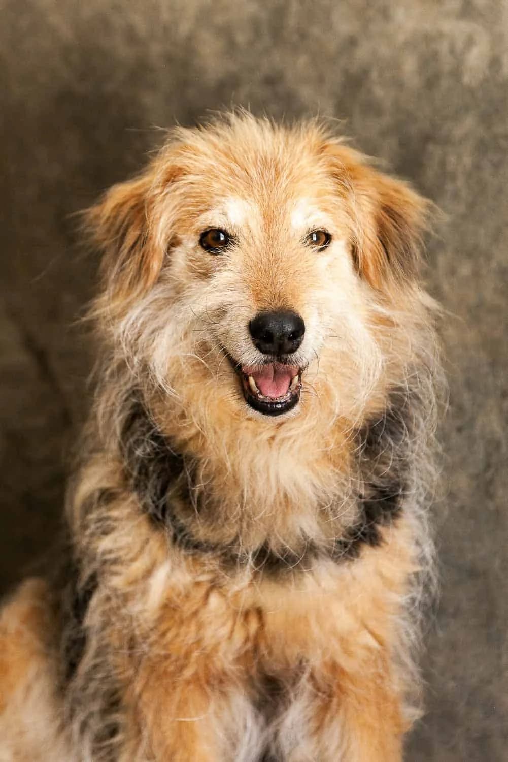 Leona, senior Mixed Breed for adoption at Lega del Cane Palermo