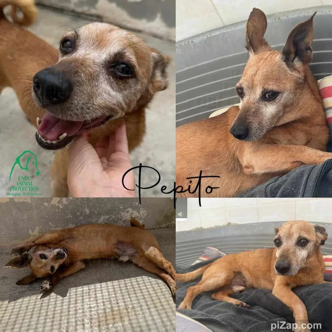 Pepito, 3yo Mixed Breed for adoption at Lega del Cane Palermo