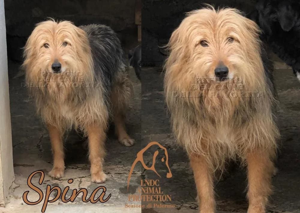 Spina, senior Mixed Breed for adoption at Lega del Cane Palermo