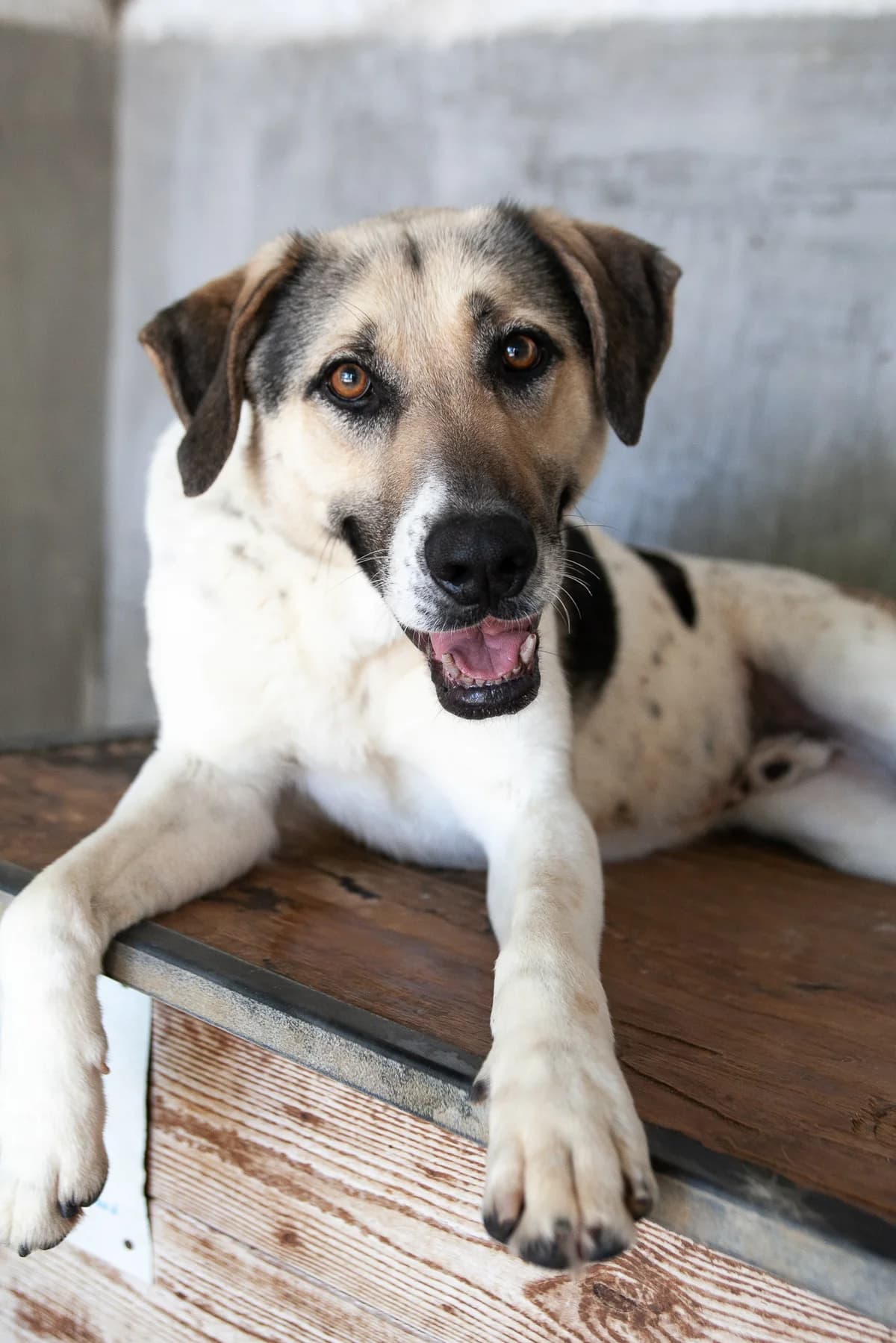 Syrius, senior Mixed Breed for adoption at Lega del Cane Palermo