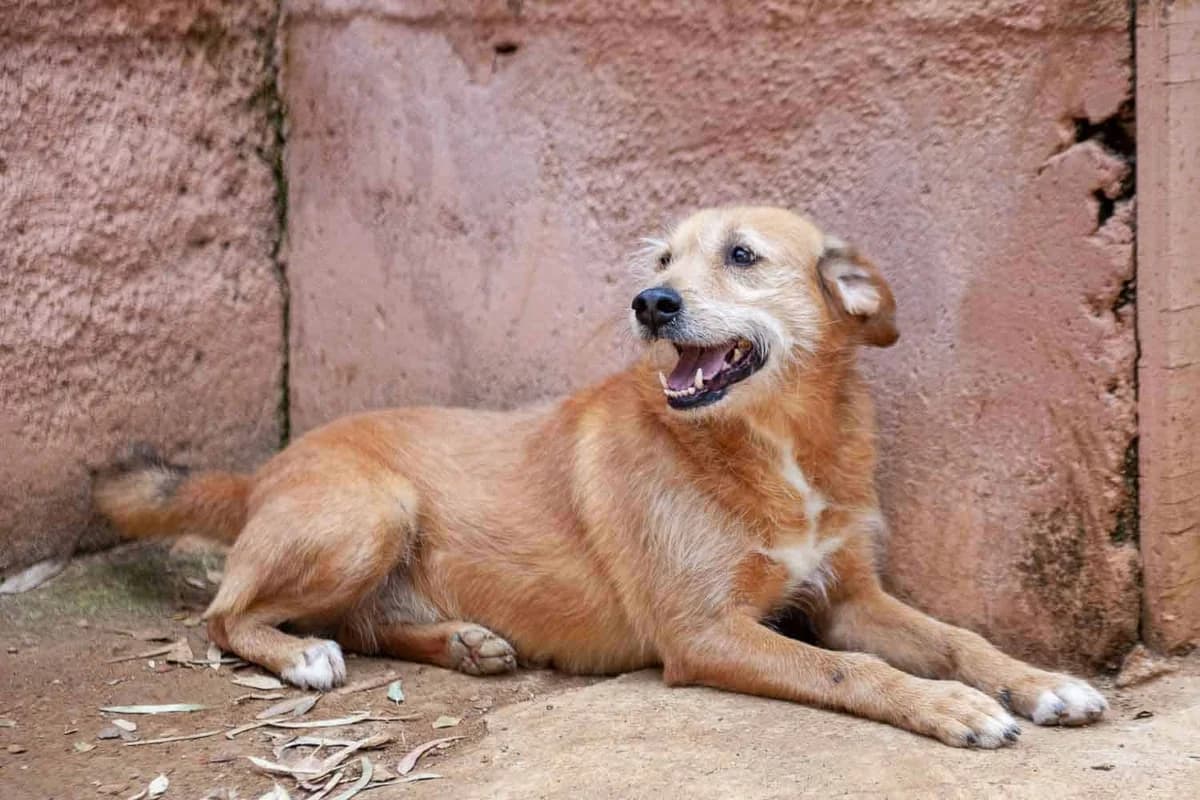 Taxi, male senior Mixed Breed for adoption at Lega del Cane Palermo