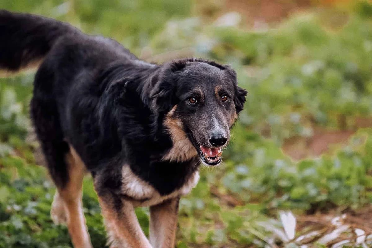 Wyatt, male 5yo Mixed Breed for adoption at Lega del Cane Palermo