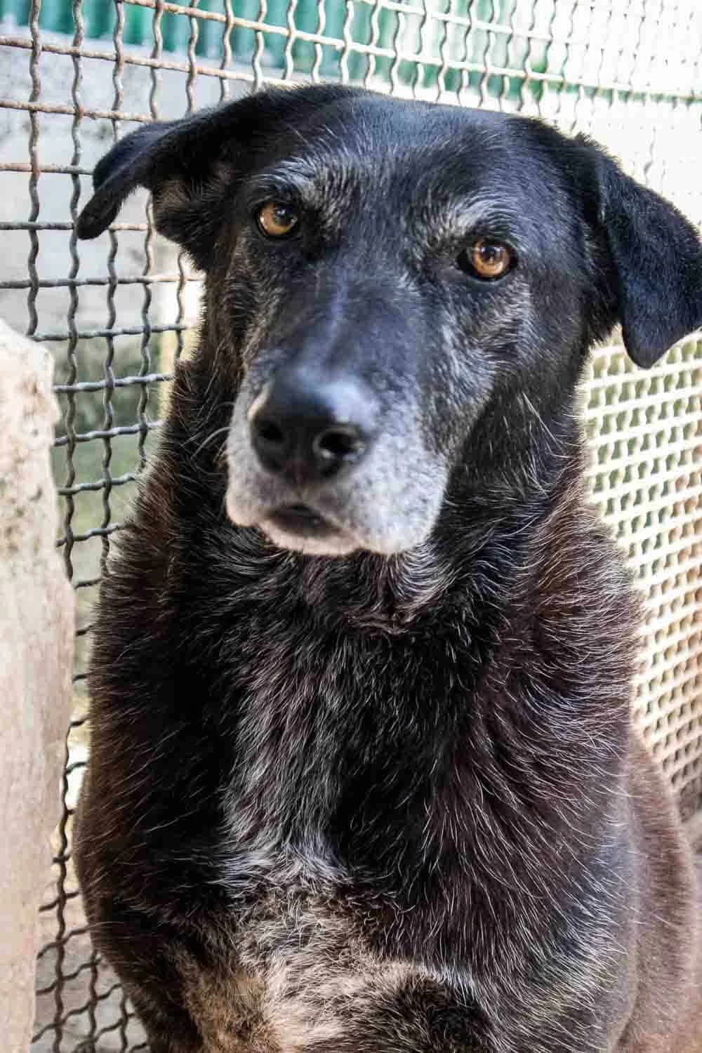 Zara, senior Mixed Breed for adoption at Lega del Cane Palermo