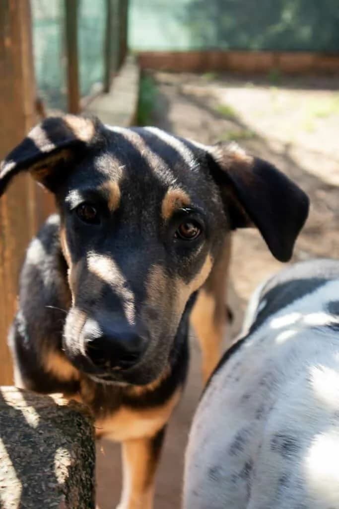 Zuma, female 5yo Mixed Breed for adoption at Lega del Cane Palermo