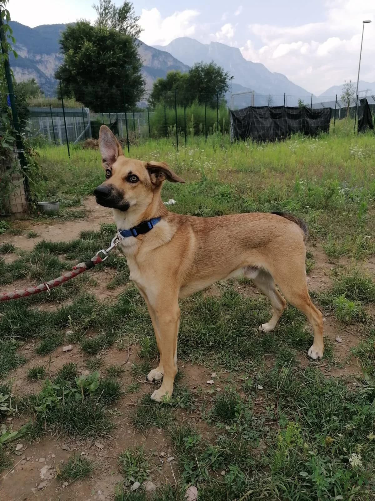 ACHILLE, 6yo Cane Corso for adoption at Canile di Trento