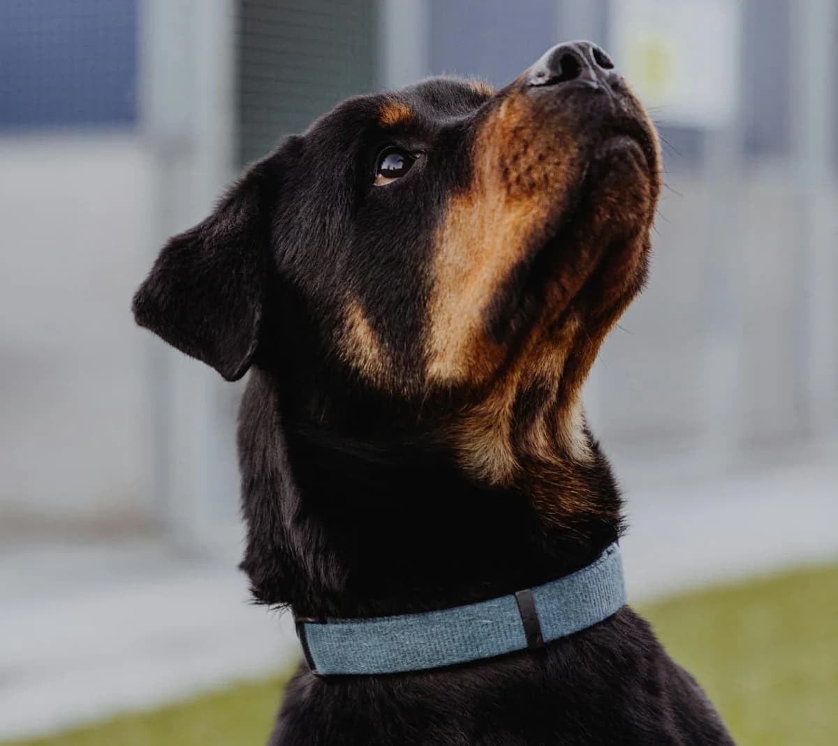 AMY ROTT, female senior Rottweiler for adoption at Canile di Trento
