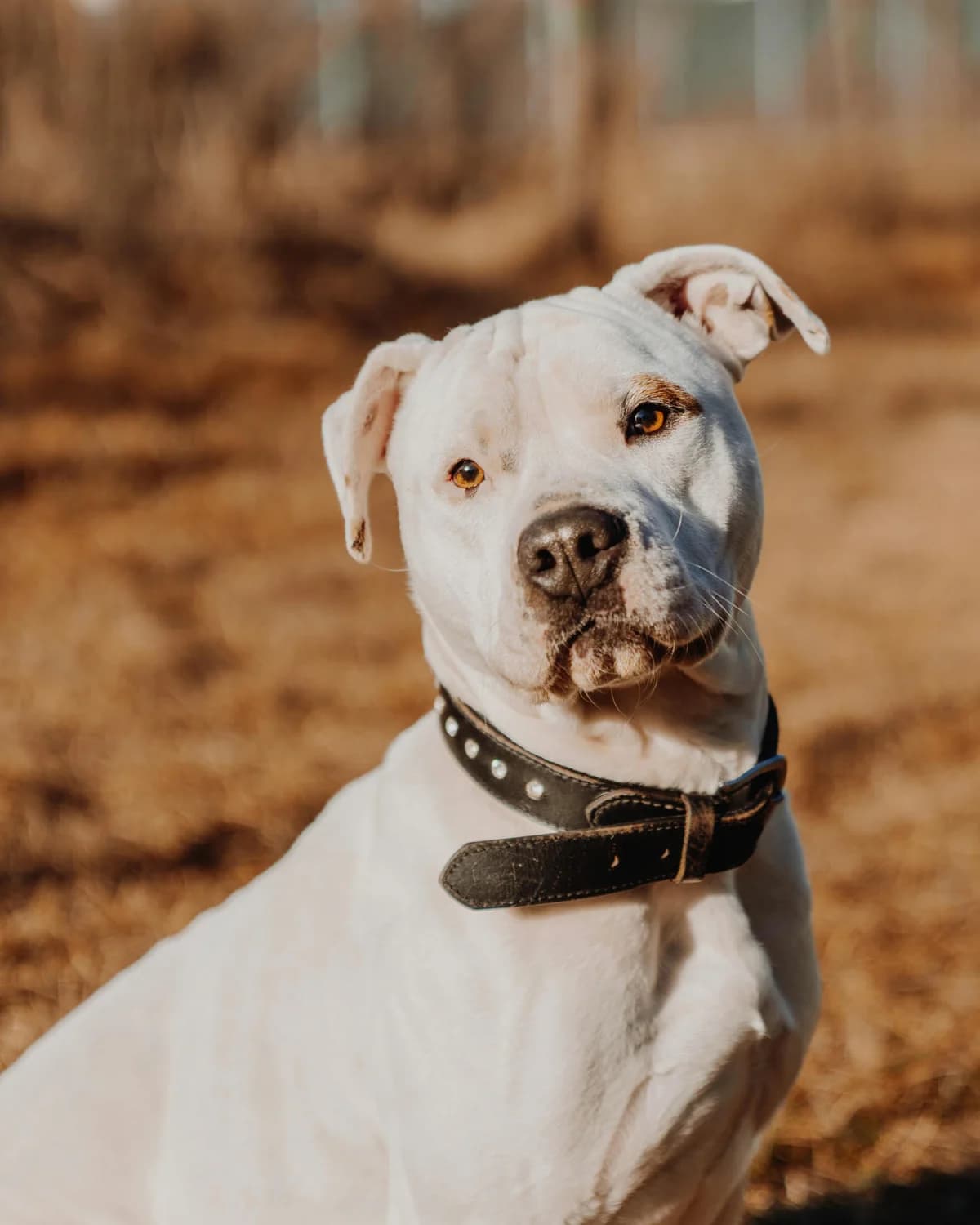 ARES BIANCO, Cane Corso for adoption at Canile di Trento