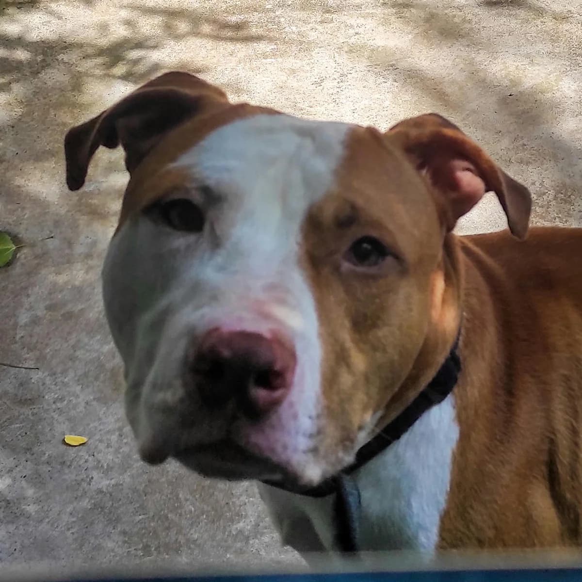 ARES ROSSO, 6yo Pit Bull Terrier for adoption at Canile di Trento