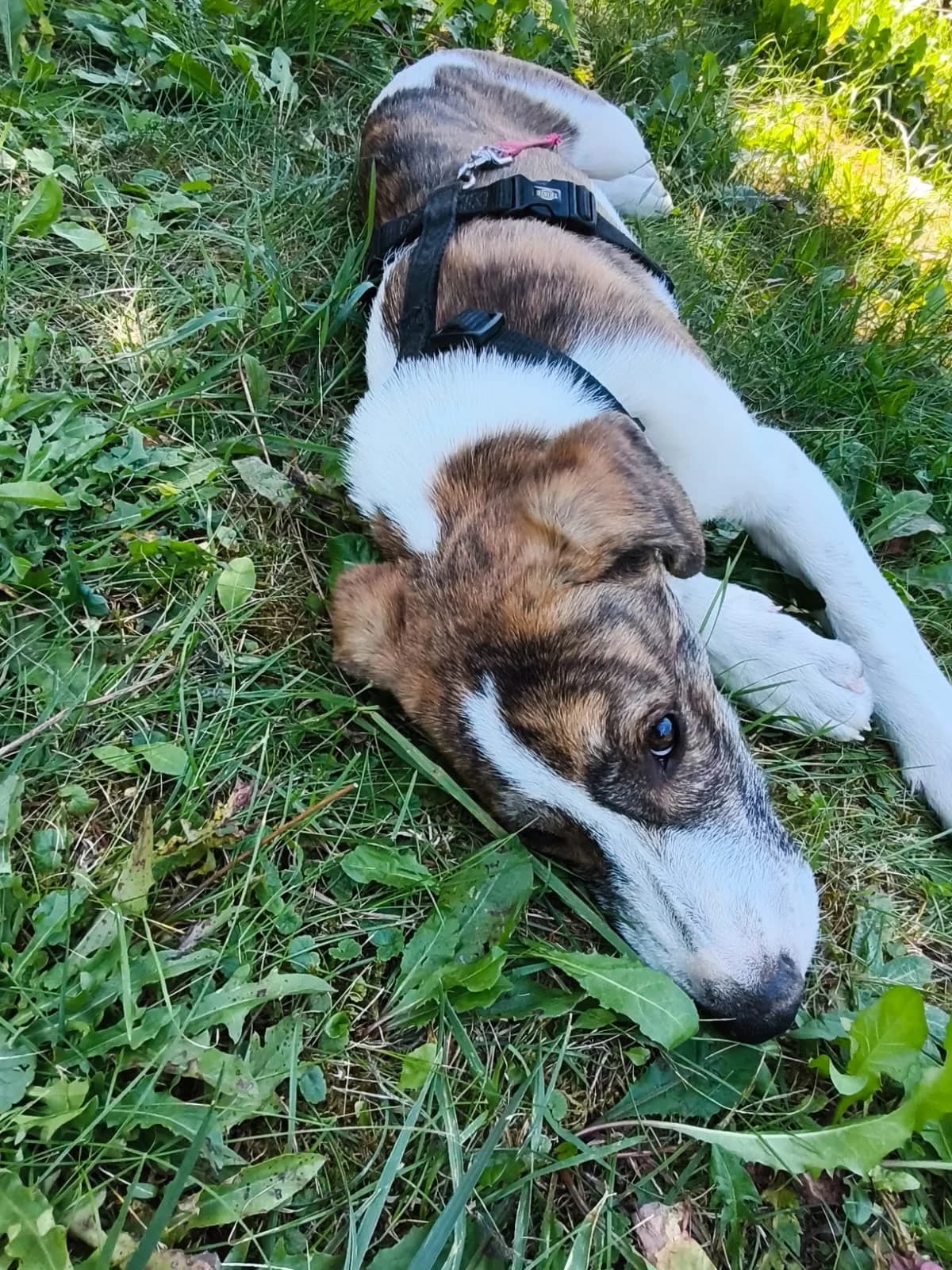 CLEOPATRA IN CESSIONE, puppy Mixed Breed for adoption at Canile di Trento