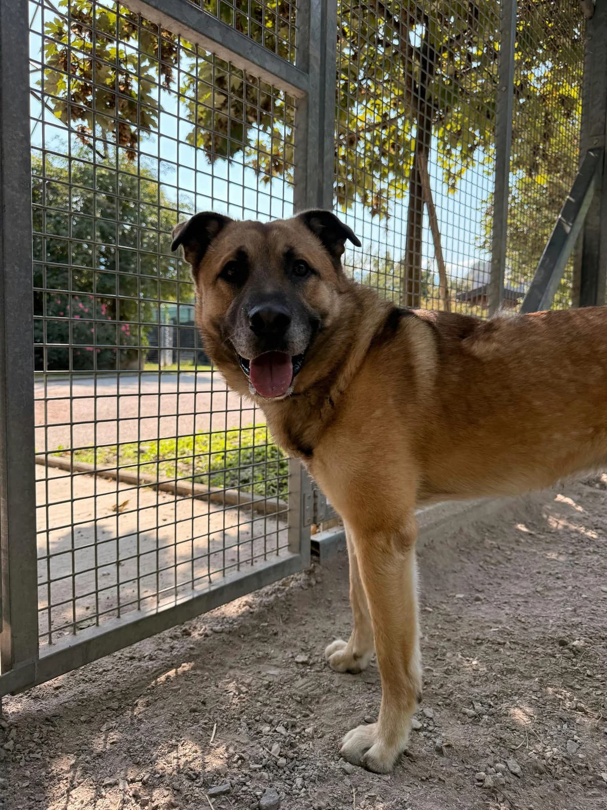 DAKOTA, male young Mixed Breed for adoption at Canile di Trento