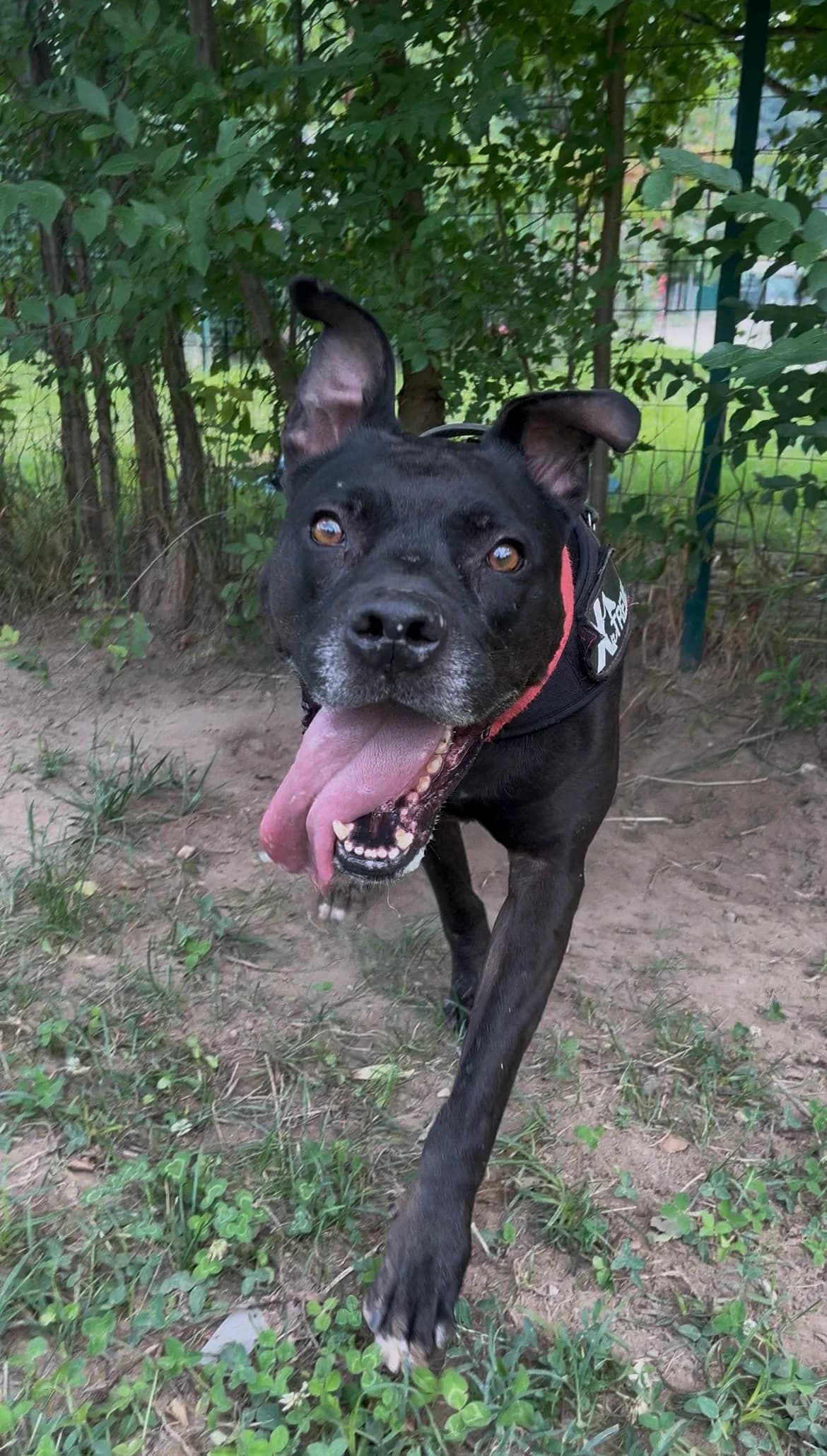 DALI', male senior Pit Bull Terrier for adoption at Canile di Trento