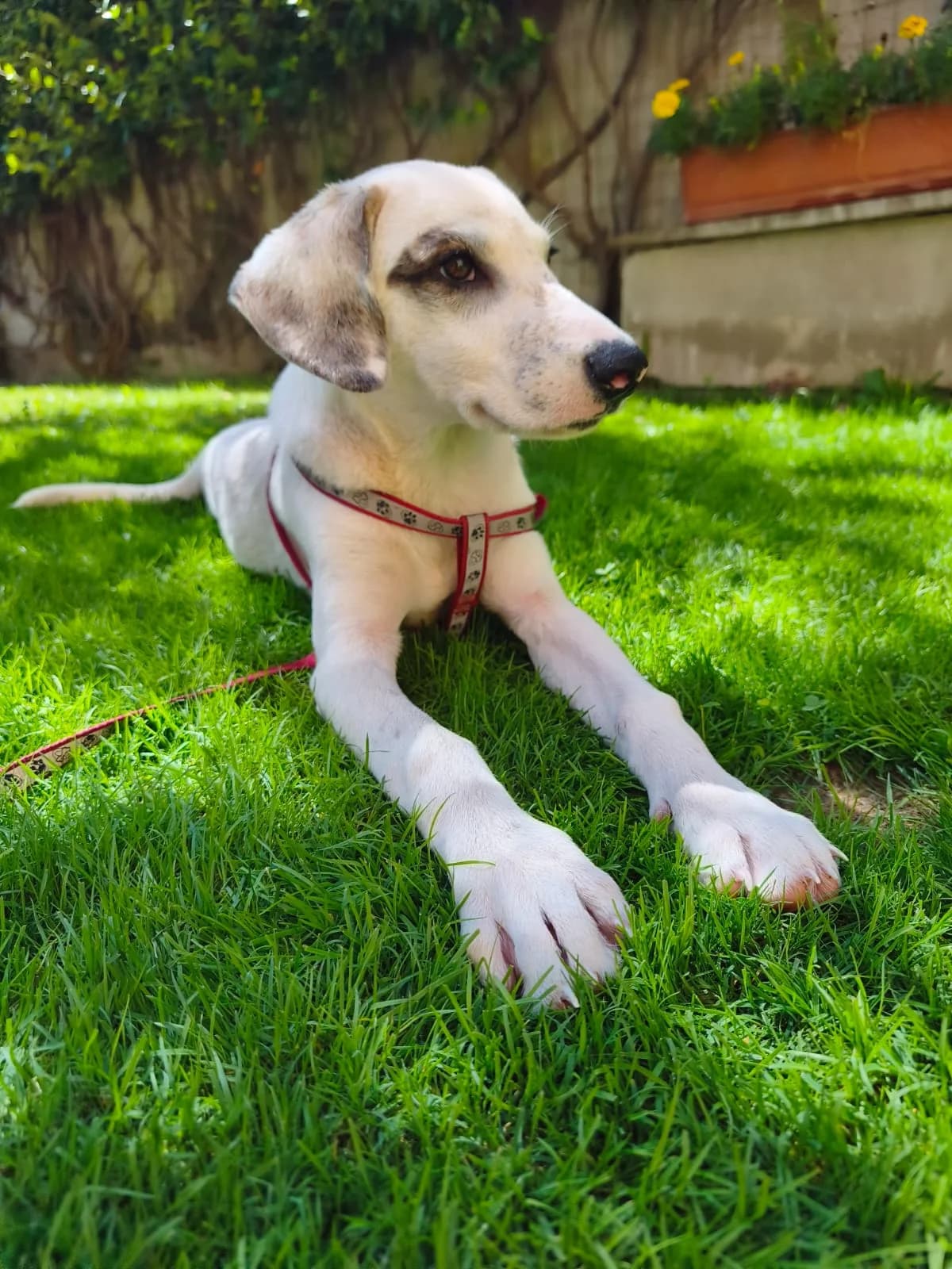 JACKIE IN CESSONE, puppy Mixed Breed for adoption at Canile di Trento
