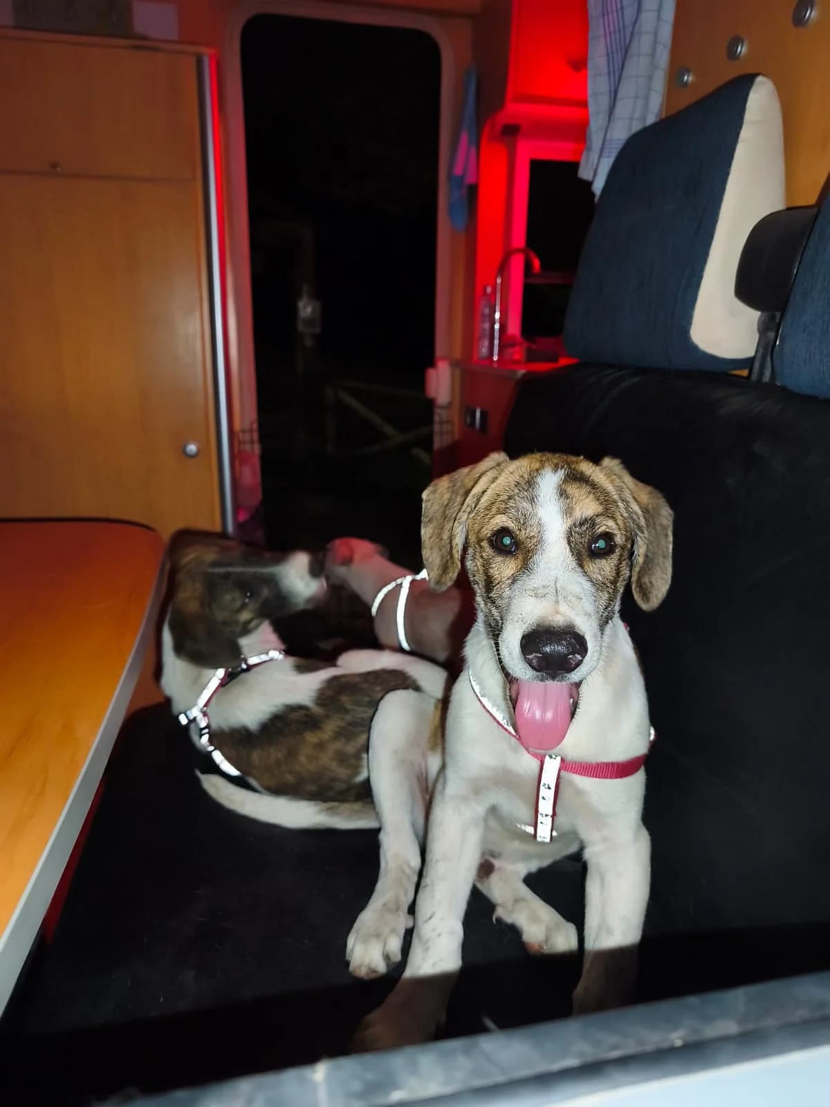 KATOCHI IN CESSIONE, puppy Mixed Breed for adoption at Canile di Trento