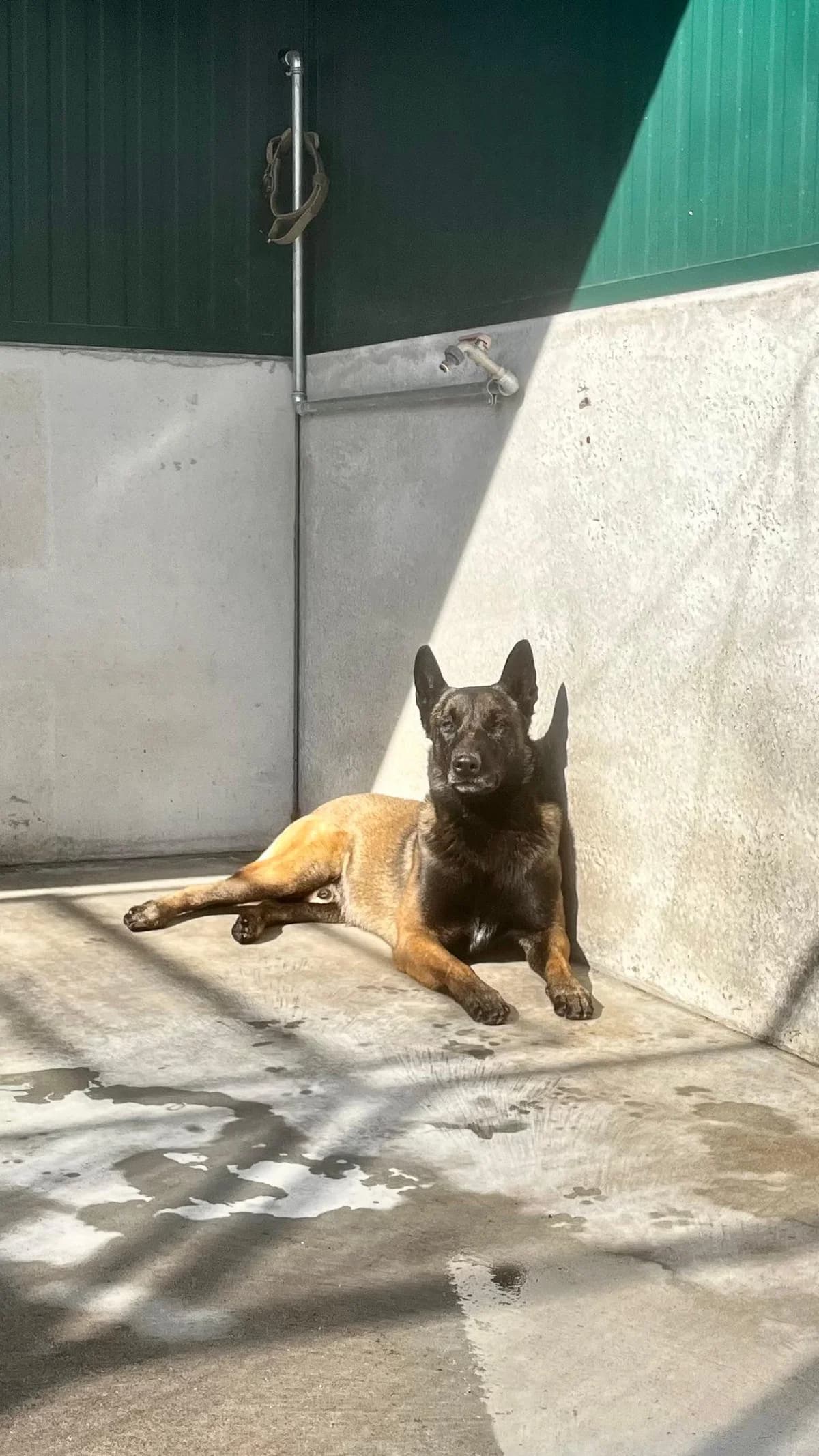 LUPIN, Belgian Malinois for adoption at Canile di Trento