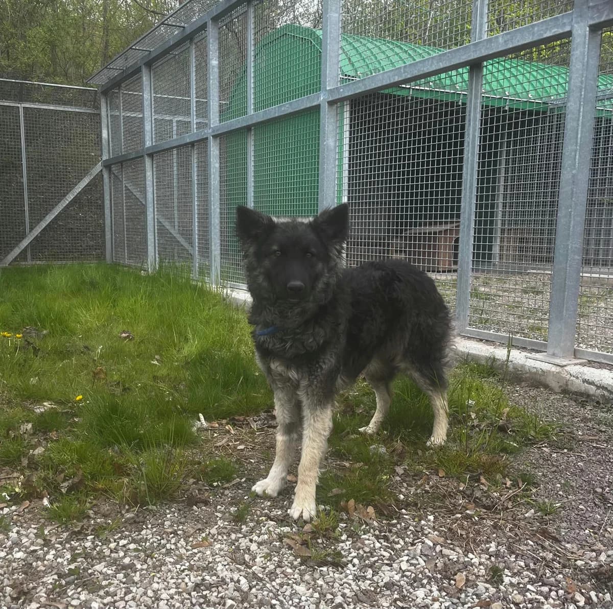 NUVOLA, young mixed breed for adoption at Canile di Trento