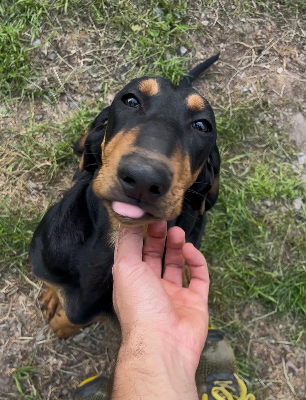 QUINTO, puppy Mixed Breed for adoption at Canile di Trento