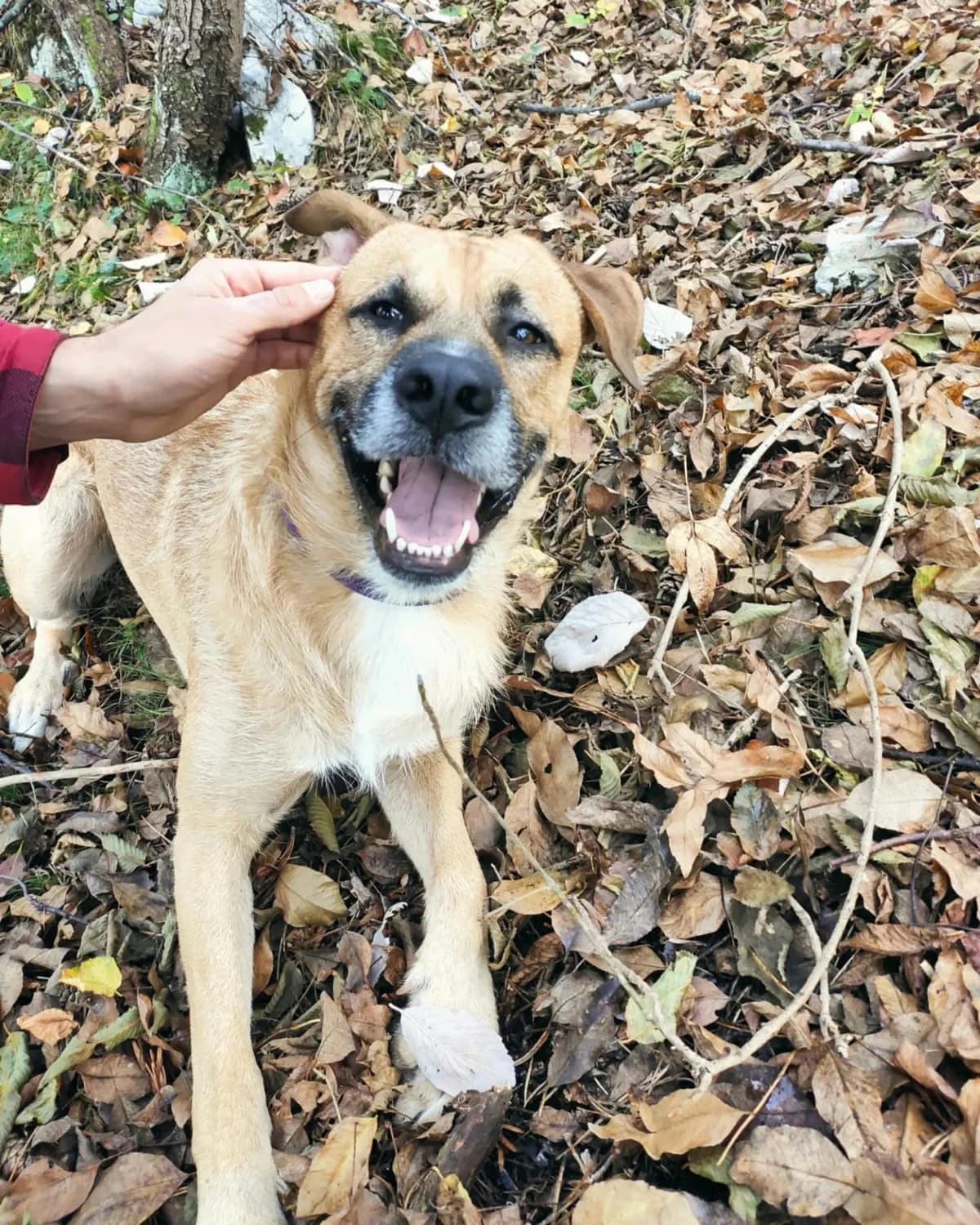 RANDALL, male 4yo Cane Corso for adoption at Canile di Trento