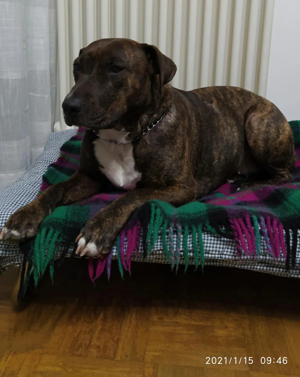 SCIUSCIU, female senior Pit Bull Terrier for adoption at Canile di Trento