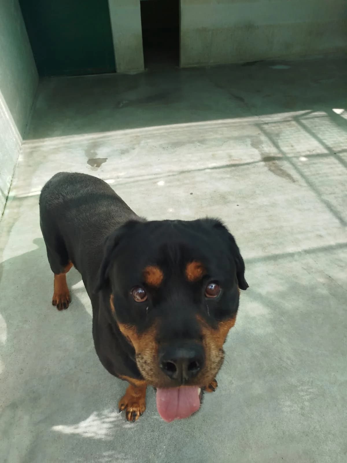 SIMBA ROTT, male senior Rottweiler for adoption at Canile di Trento