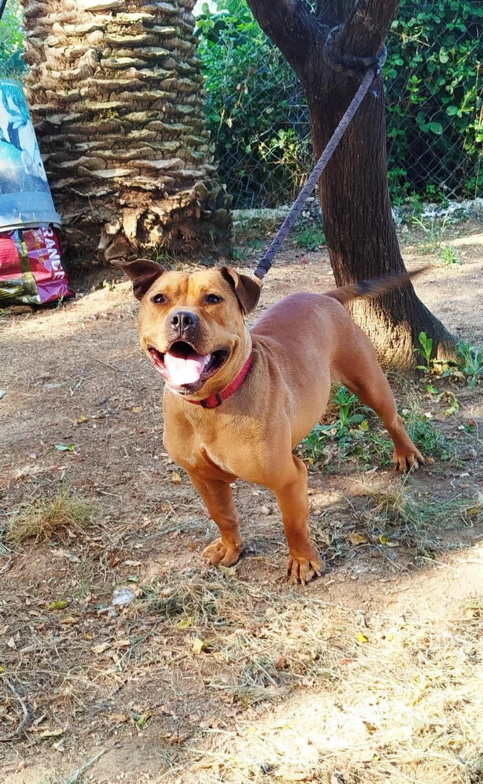 SUNNY IN CESSIONE, female young Pit Bull Terrier for adoption at Canile di Trento