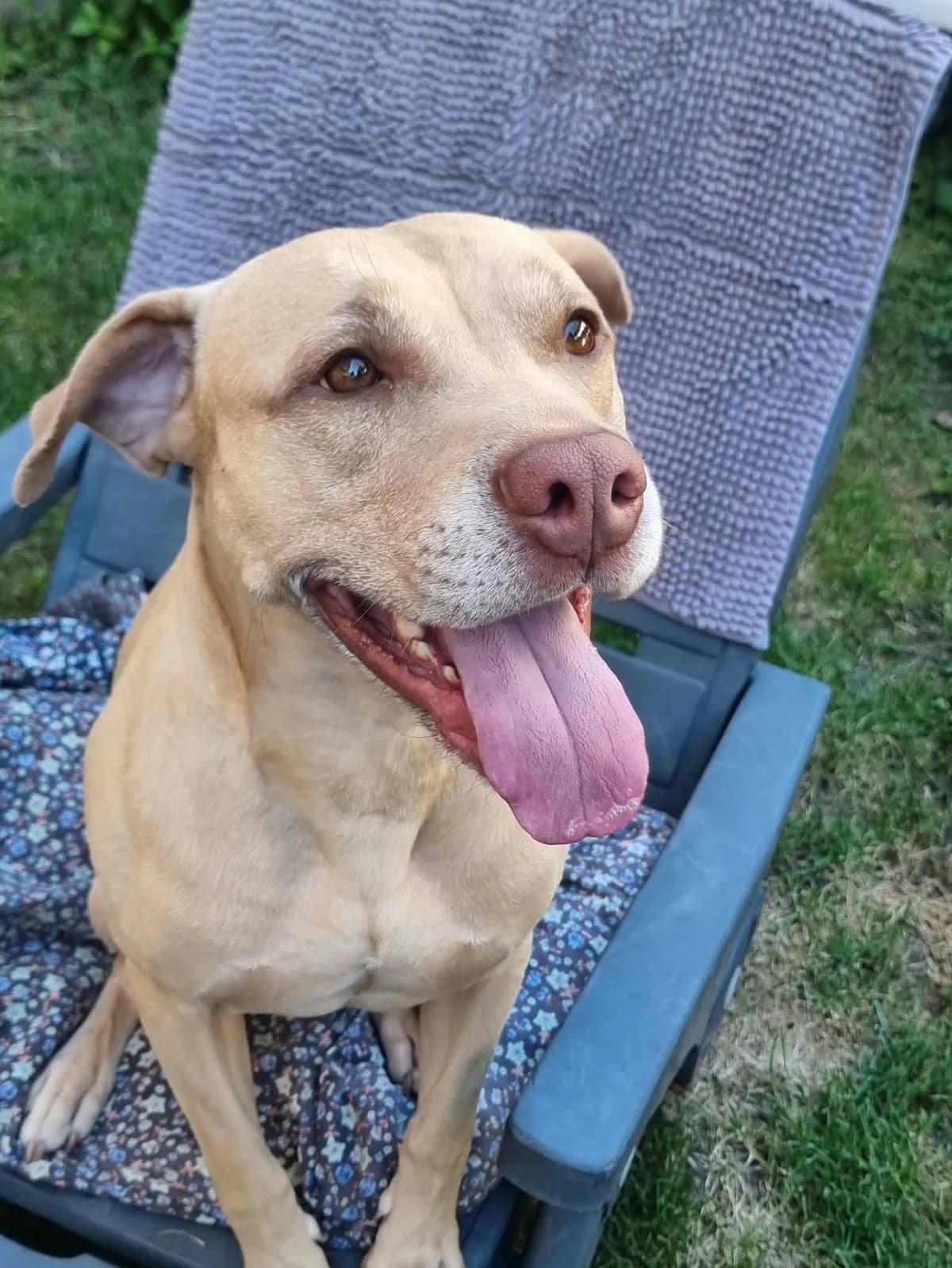 TEX, male 5yo Pit Bull Terrier for adoption at Canile di Trento
