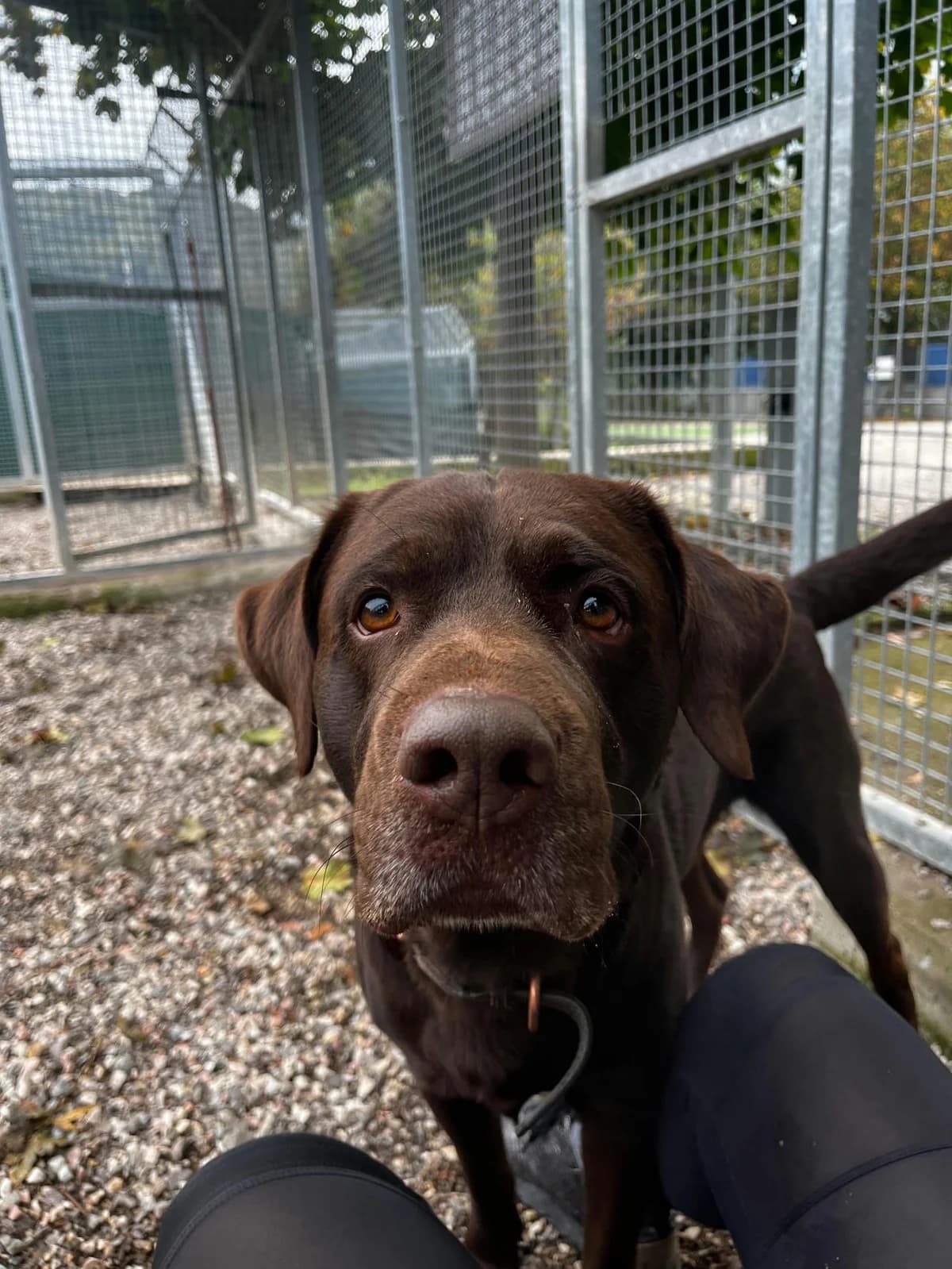 ZACK, 4yo Labrador Retriever for adoption at Canile di Trento