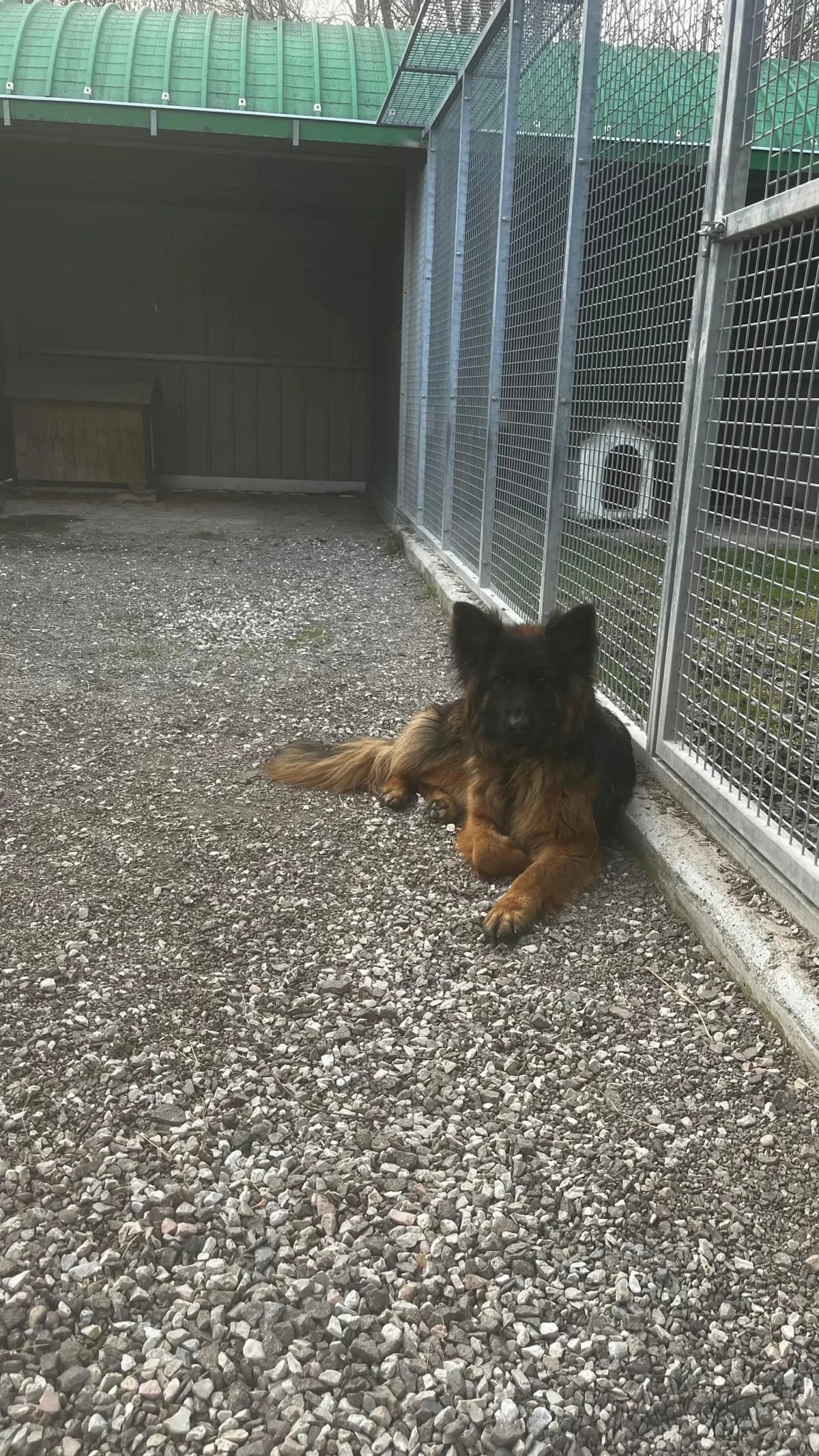 ZAFIRA, young mixed breed for adoption at Canile di Trento