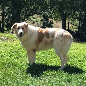 MARIA, 7yo Mixed Breed for adoption at Lega Difesa Cane Verona
