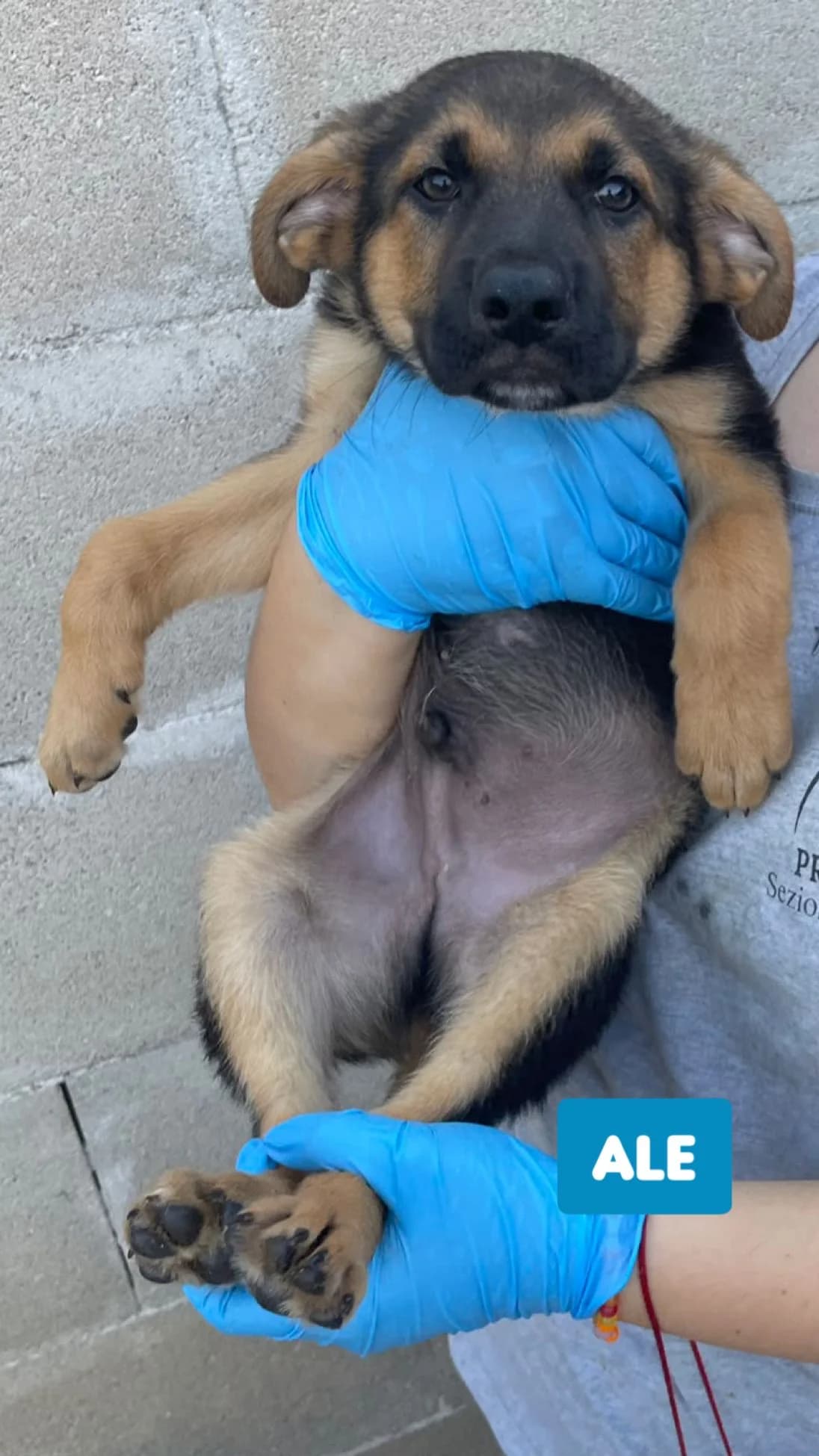ALE, male Mixed Breed for adoption at Lega del Cane Altamura