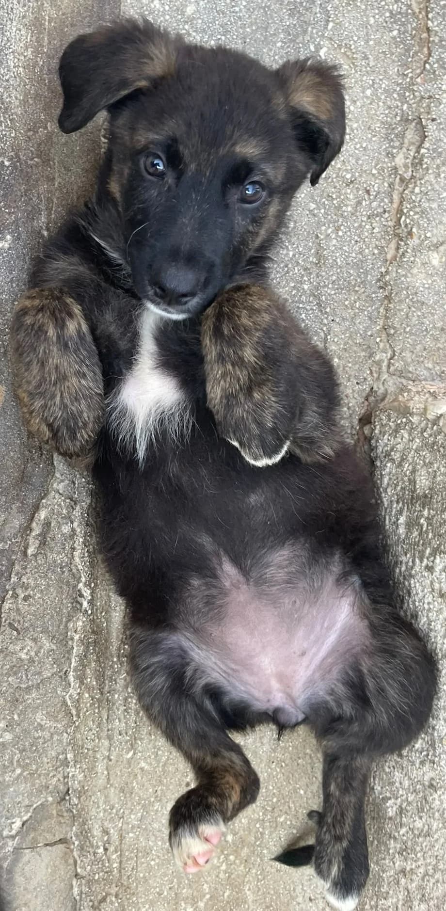 ANGIE, female Mixed Breed for adoption at Lega del Cane Altamura