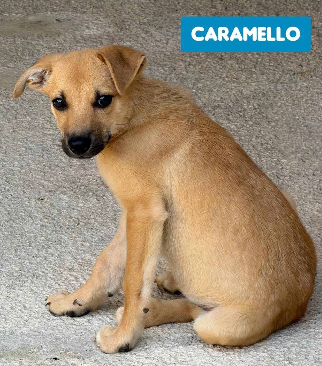 CARAMELLO, male Mixed Breed for adoption at Lega del Cane Altamura