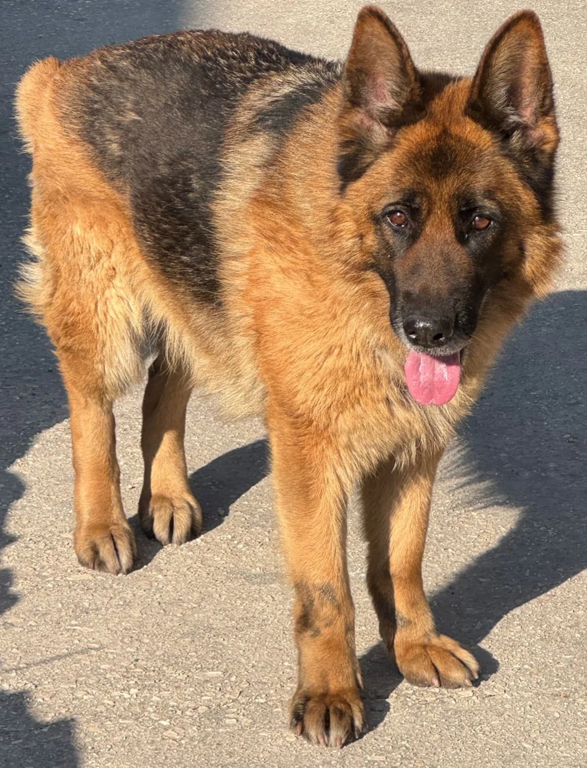 GIMONDA, female Mixed Breed for adoption at Lega del Cane Altamura