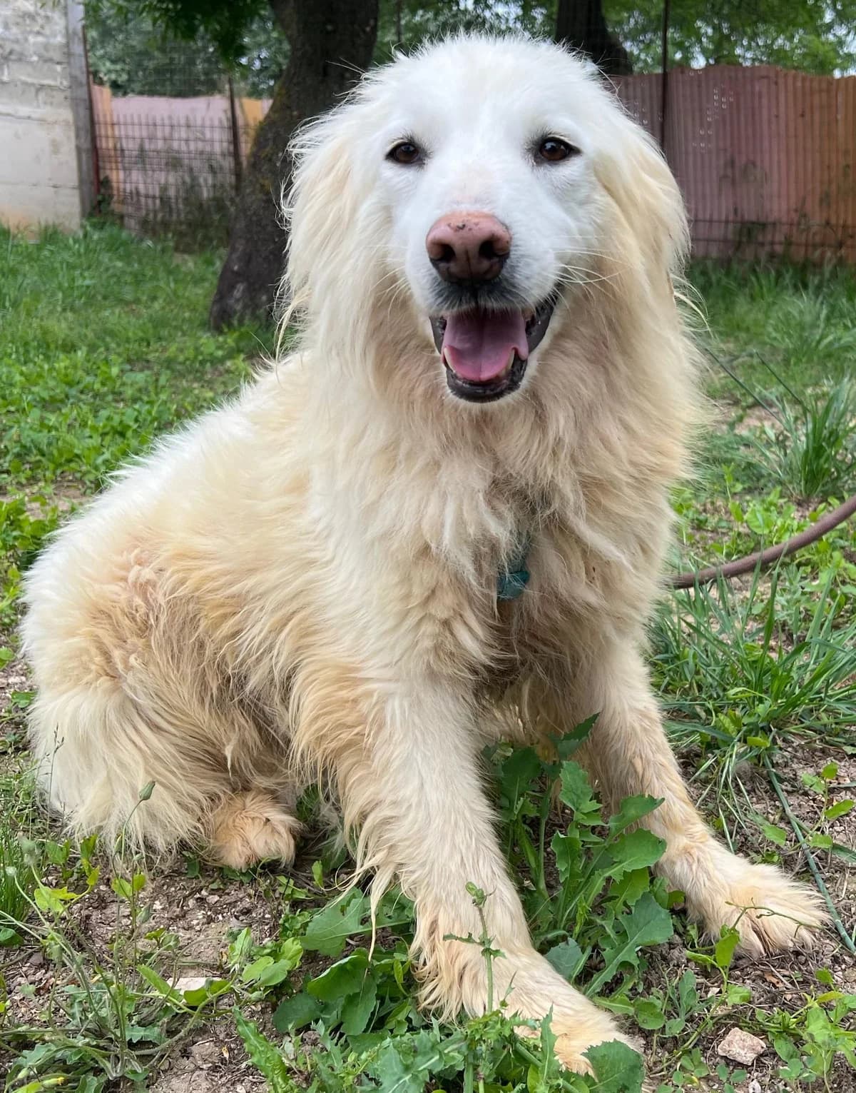 GIULIA, female Mixed Breed for adoption at Lega del Cane Altamura