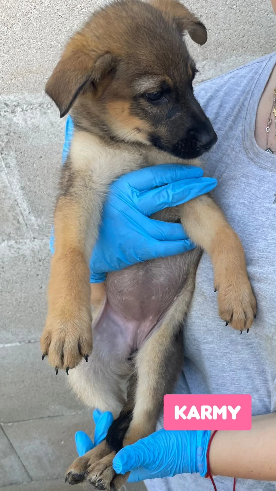KARMY, female Mixed Breed for adoption at Lega del Cane Altamura
