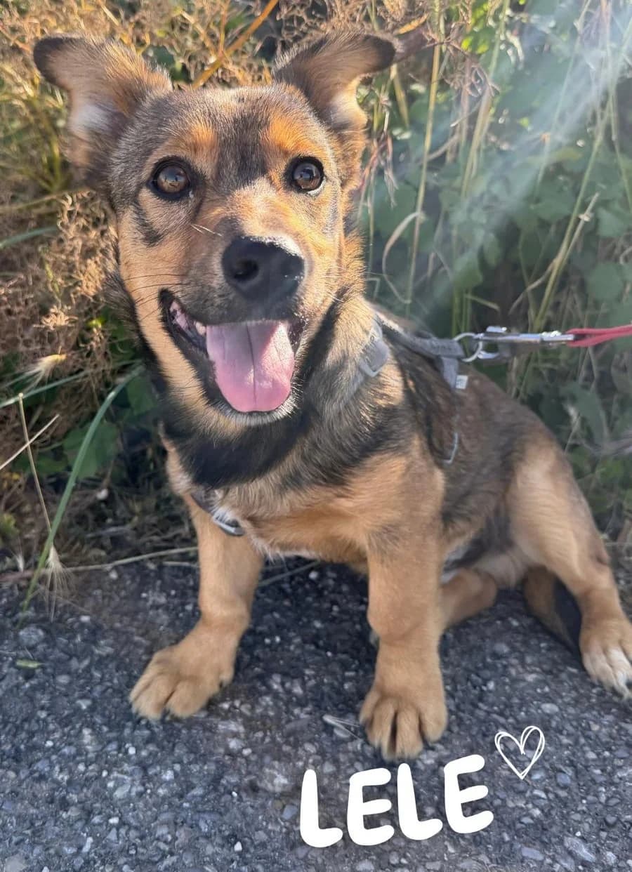 LELE, male Mixed Breed for adoption at Lega del Cane Altamura