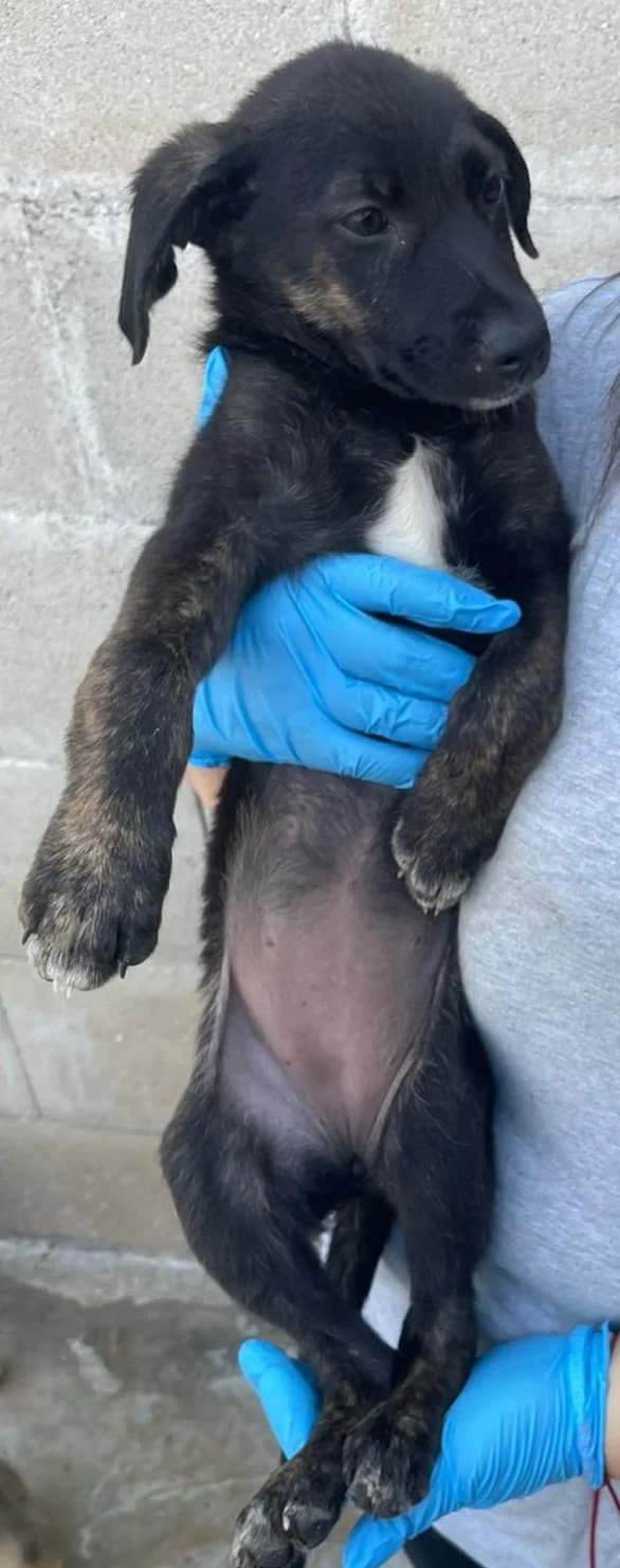 PAKY, female Mixed Breed for adoption at Lega del Cane Altamura