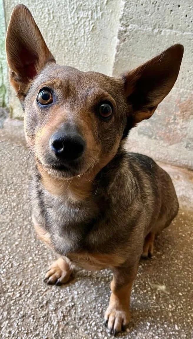 RICCARDO, male Mixed Breed for adoption at Lega del Cane Altamura