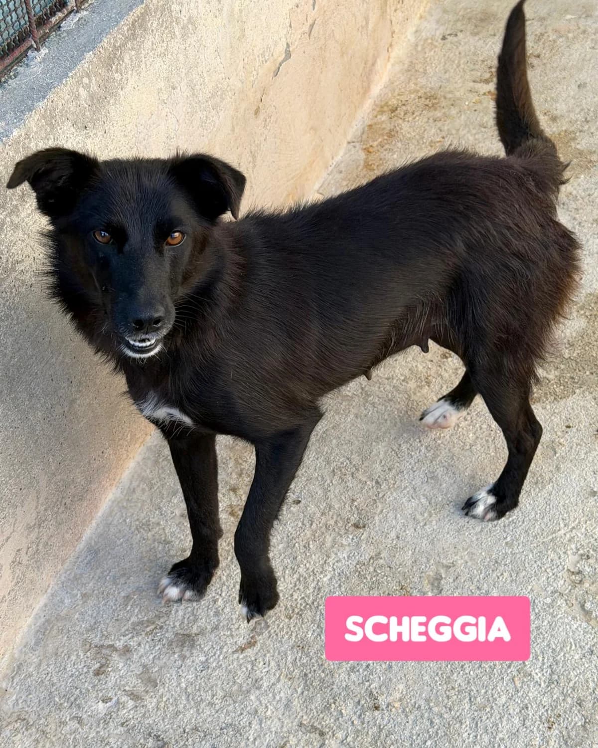 SCHEGGIA, female Mixed Breed for adoption at Lega del Cane Altamura