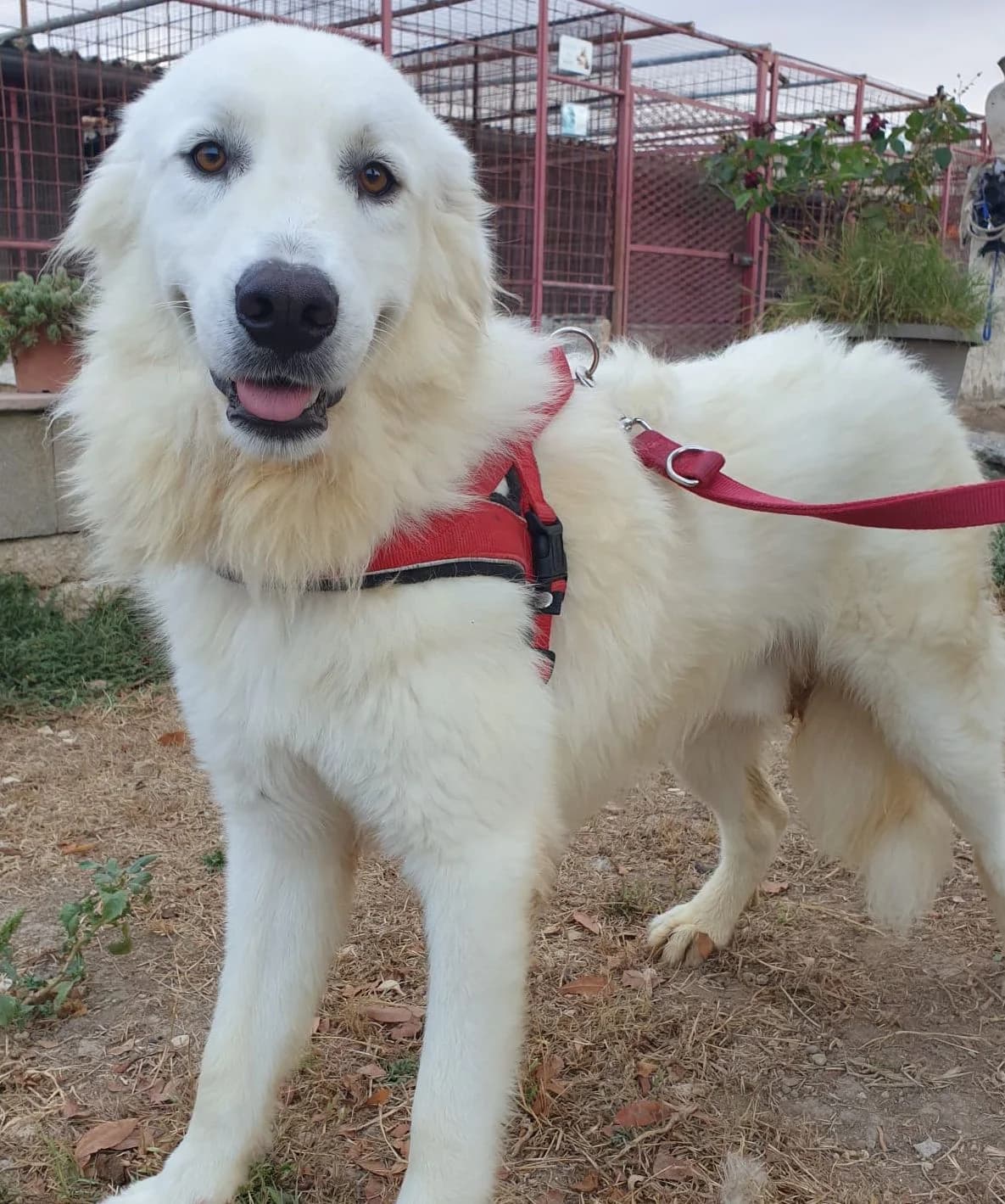 SNOOPY, male Mixed Breed for adoption at Lega del Cane Altamura