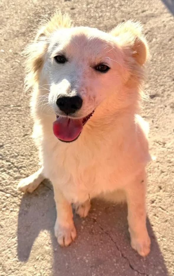 WAGLIO', male Mixed Breed for adoption at Lega del Cane Altamura