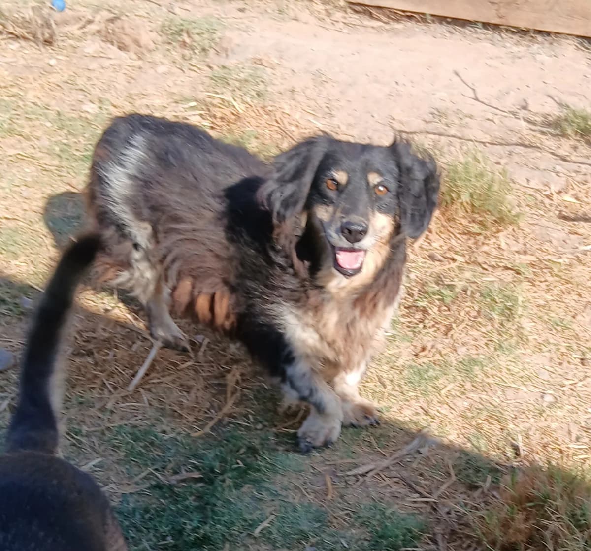 Ada, male Mixed Breed for adoption at Lega del Cane Carbonia