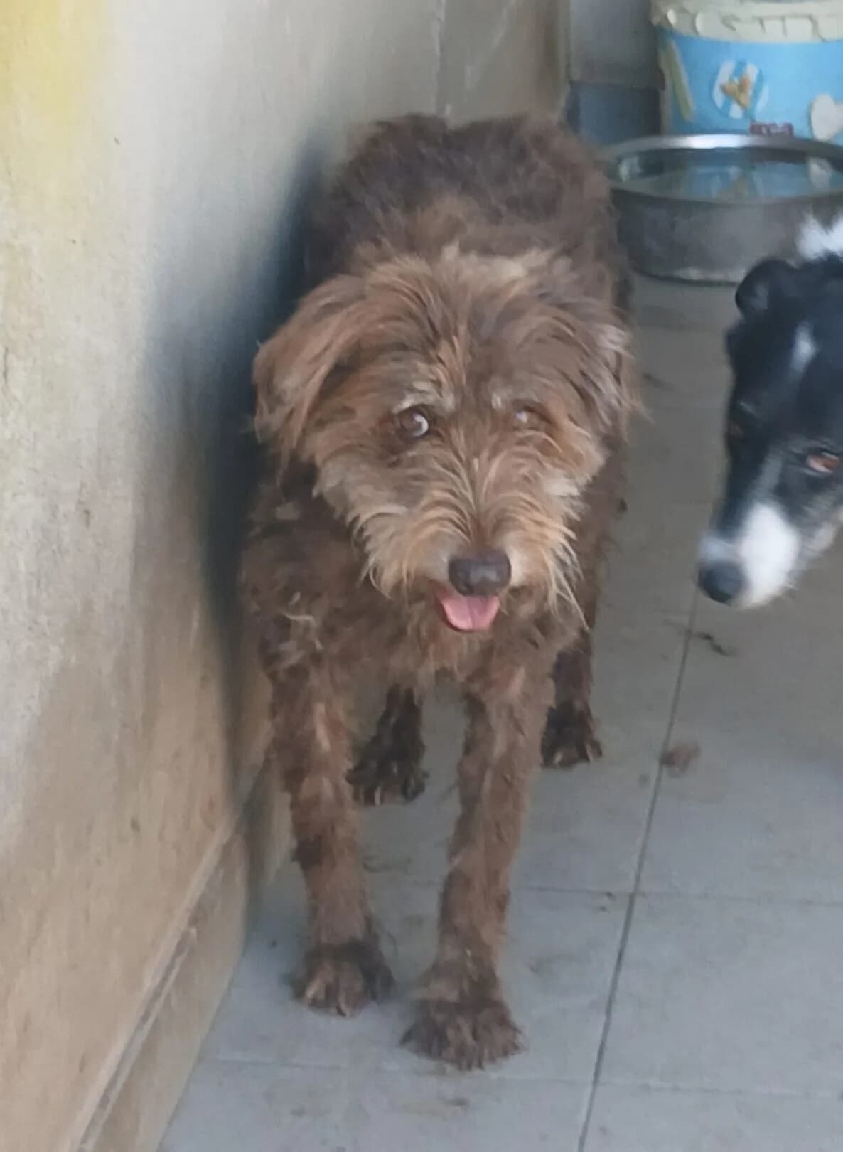 Heidi, male Mixed Breed for adoption at Lega del Cane Carbonia