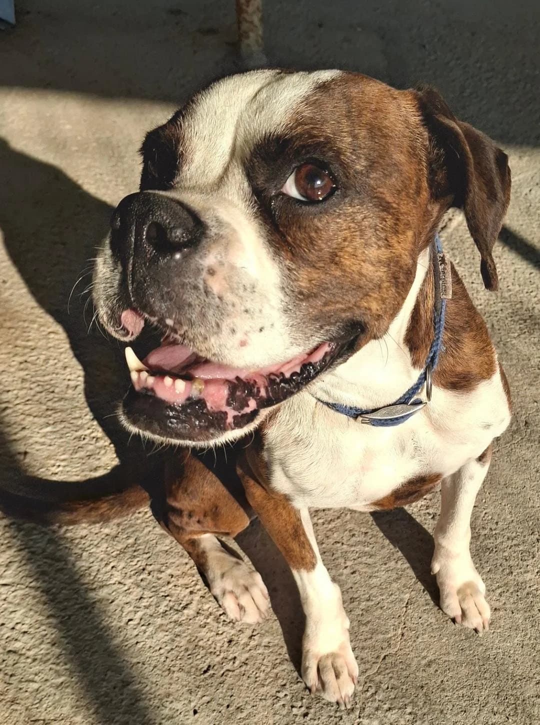 Pruna, male Mixed Breed for adoption at Lega del Cane Carbonia