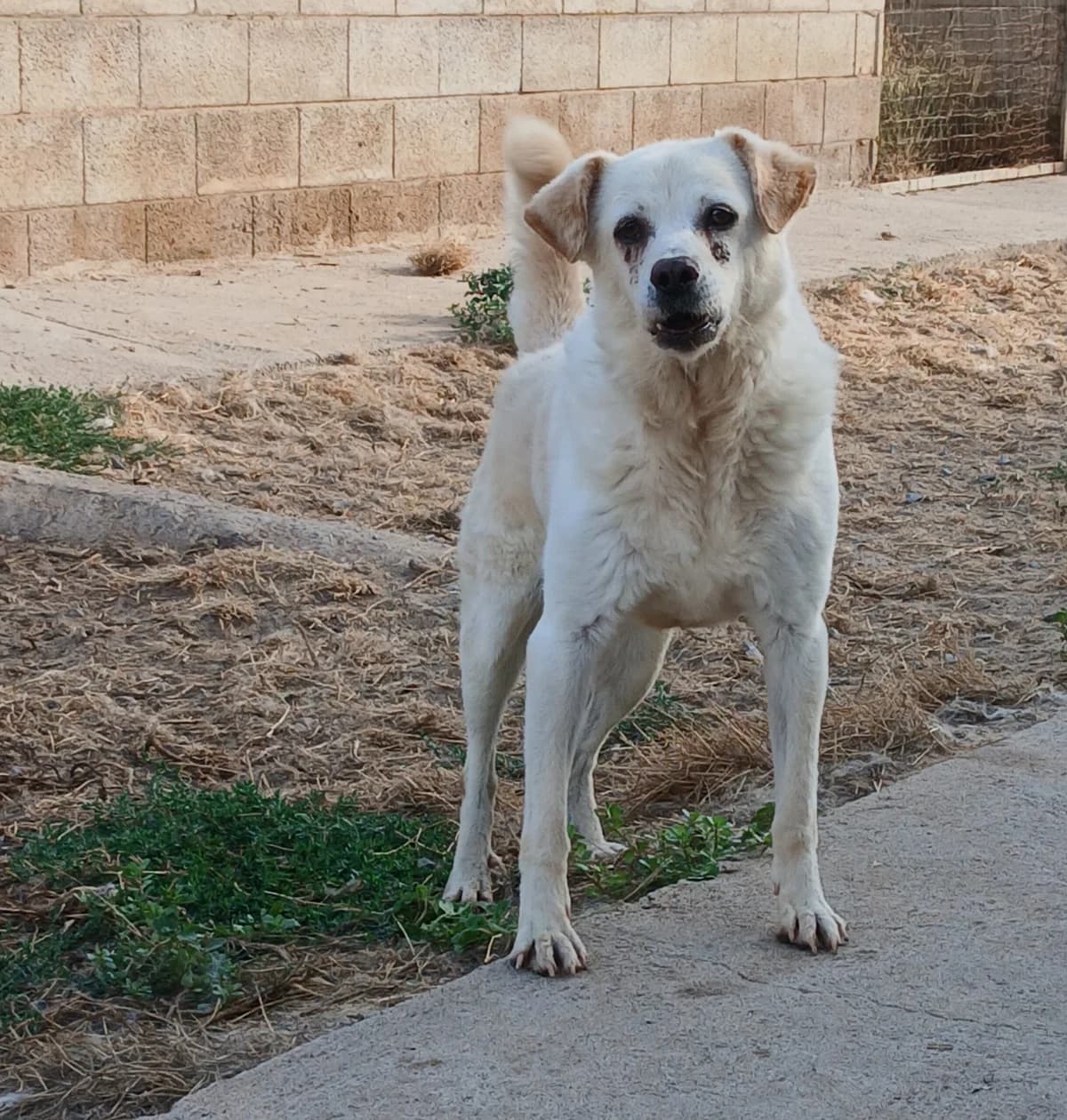 Orecchietto, male Mixed Breed for adoption at Lega del Cane Carbonia